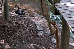 0806 Wildlife Habitat Port Douglas